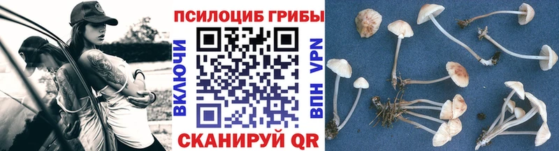 Псилоцибиновые грибы Psilocybine cubensis  Купить  Барабинск 